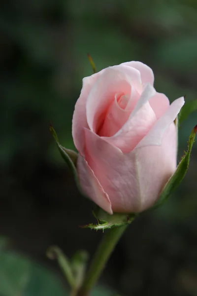 Roze roos. — Stockfoto