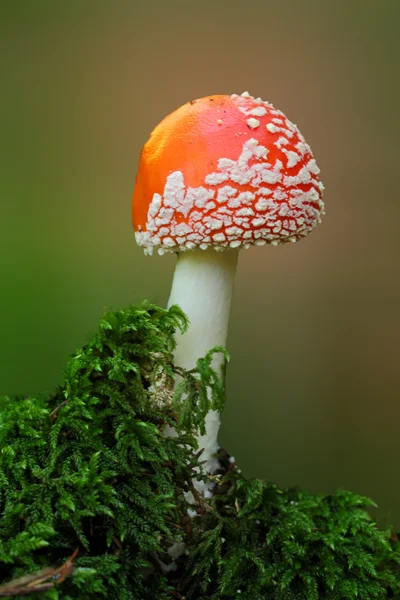 Amanita — Stockfoto