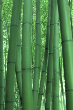 Yeşil Bambu