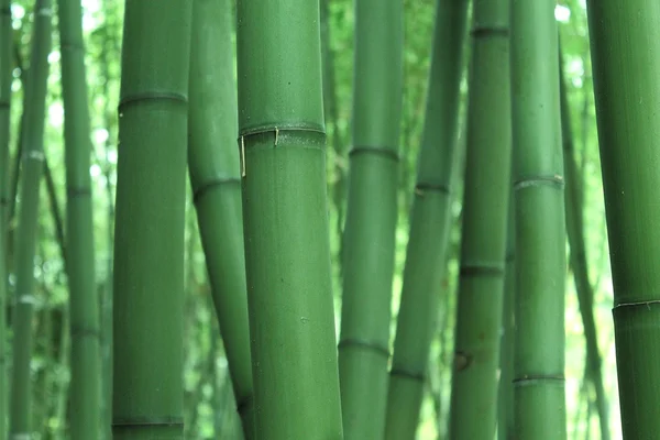 Bambù verde Foto Stock