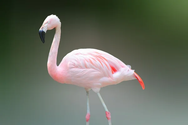 ピンクのフラミンゴ — ストック写真