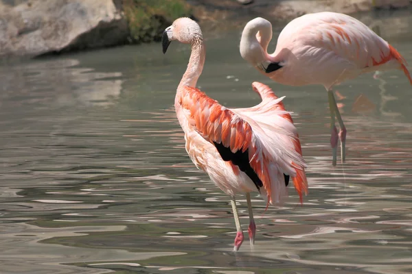 Pembe flamingo — Stok fotoğraf