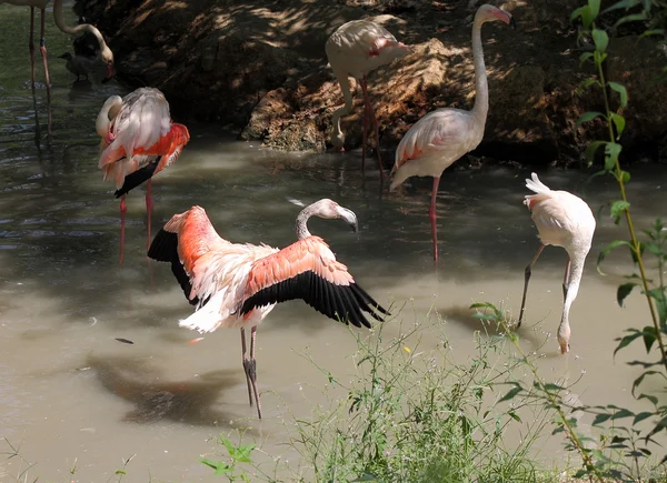 Roze flamingo — Stockfoto