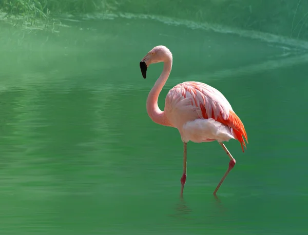 Roze flamingo — Stockfoto