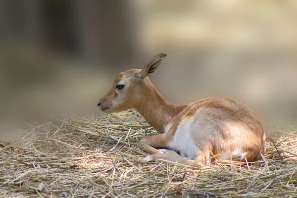 飼い葉おけに寝て小さな子鹿 — ストック写真