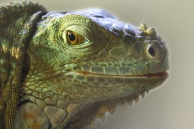 Yeşil iguana