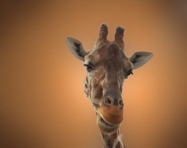 Giraffa — Foto Stock