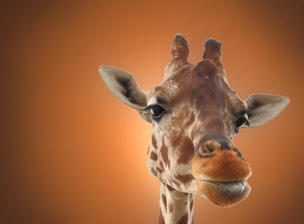 Girafe — Photo