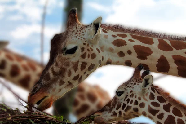 Giraffa — Foto Stock