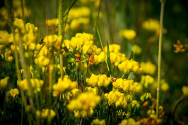Birdsfoot trefoil, Lotus corniculatus - Leguminosae
