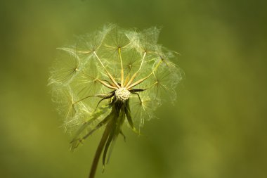 Suda nilüfer çiçeği