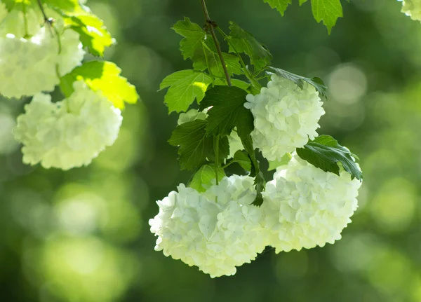 Vita blommor — Stockfoto