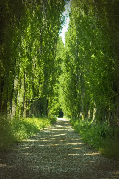 Grüne Gasse — Stockfoto