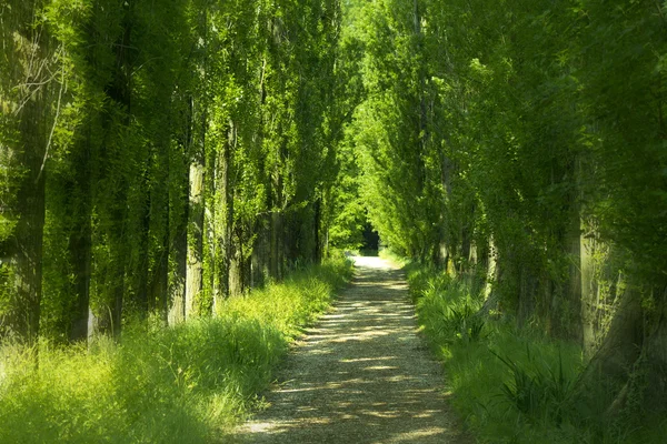 Grüne Gasse — Stockfoto