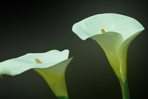 Arum lillies, cala — Foto Stock