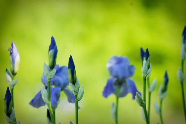 Purple iris flowers closeup — Stock Photo, Image