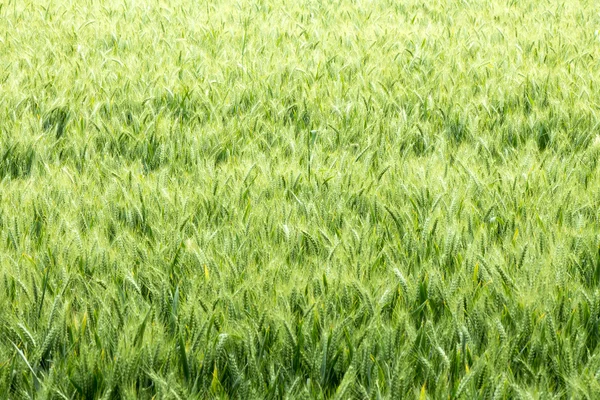 Campo di grano verde — Foto Stock