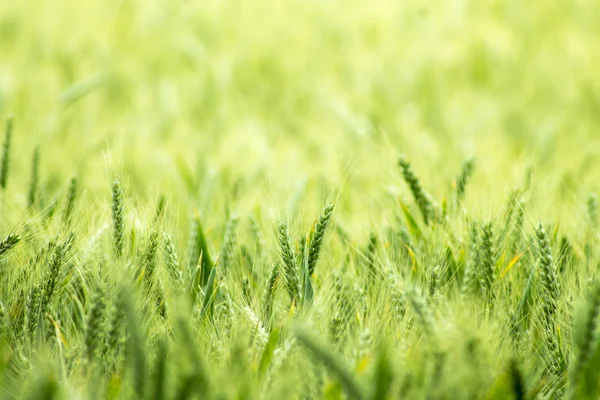Green wheat field Stock Image