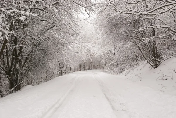Orman içinde kış manzarası Telifsiz Stok Fotoğraflar