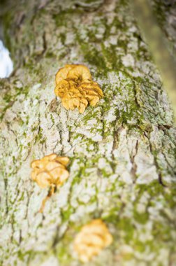 Ağaç kabuğu üzerinde sarı mantar