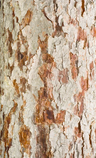 Tree bark texture — Stock Photo, Image