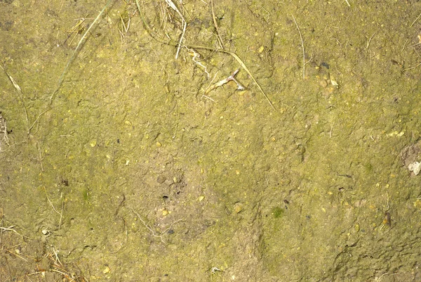 Green Moss backgound — Stock Photo, Image