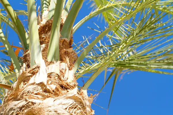 Green palm — Stock Photo, Image