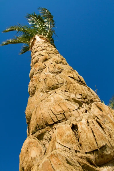 Green palm — Stock Photo, Image