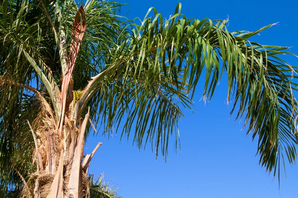 Green palm — Stock Photo, Image