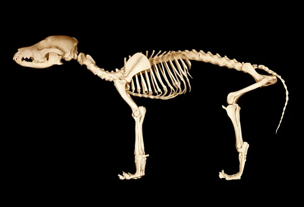 Skeleton of dog — Stock Photo, Image