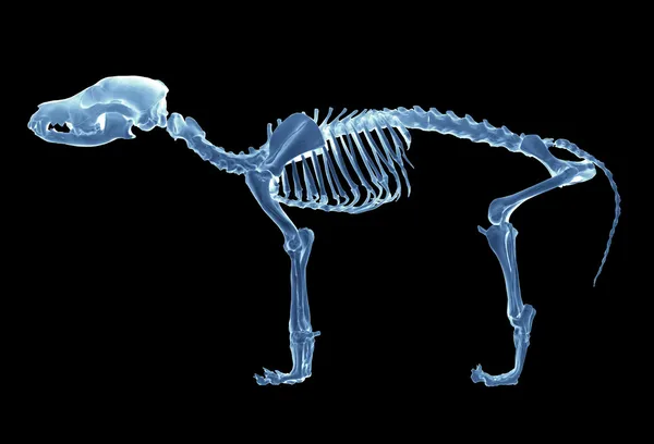 狗的骨架 — 图库照片
