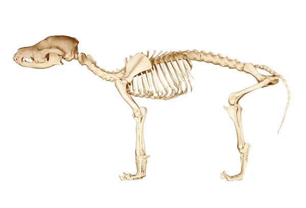 Esqueleto de cão Fotos De Bancos De Imagens Sem Royalties