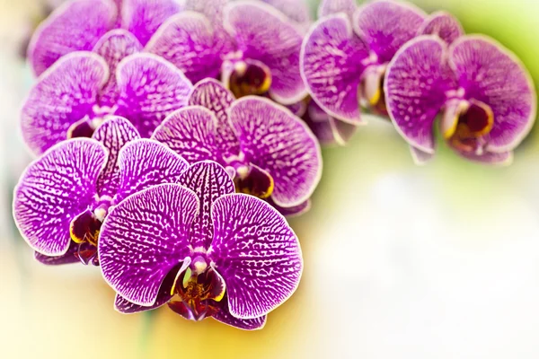 Orchidea — Foto Stock