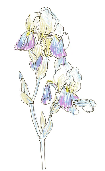 Iris — Stockvector