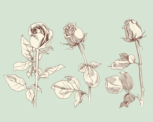 Boceto rosas — Archivo Imágenes Vectoriales