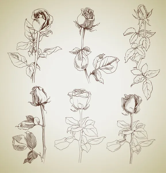 Ensemble de roses — Image vectorielle