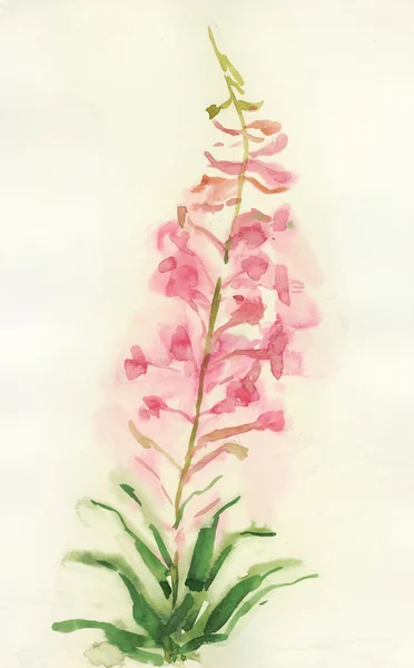 Willowherb — Stok fotoğraf