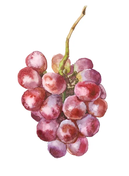 Grape vine — Stock Photo, Image