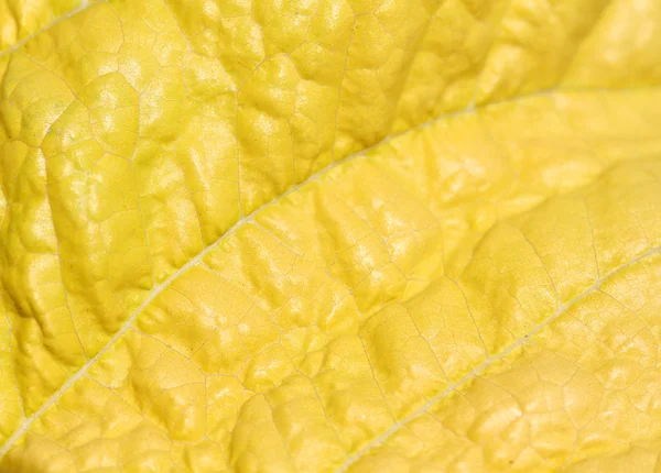 Macro of yellow leaf . — Stock Photo, Image