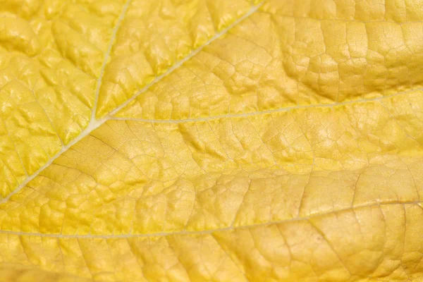 Macro de folha amarela  . — Fotografia de Stock