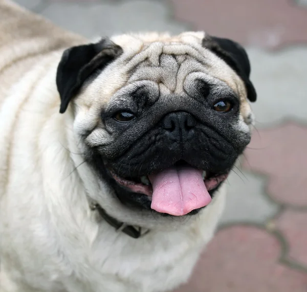 ตลก closeup ของภาพ mops น่ารัก — ภาพถ่ายสต็อก