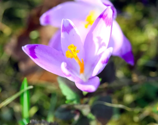 Vackra vårblommor — Stockfoto