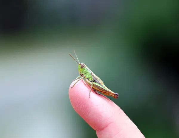 Зеленый кузнечик на пальце — стоковое фото