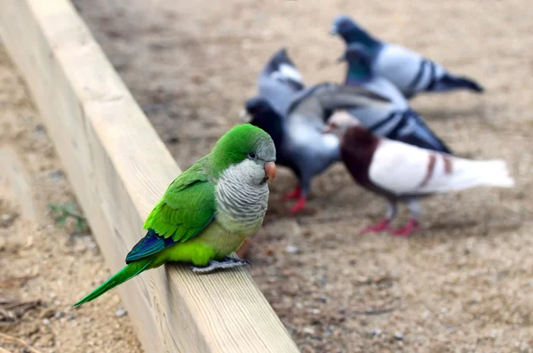 Parrot and pigeons in Barcelona, Spain — Stock Photo, Image