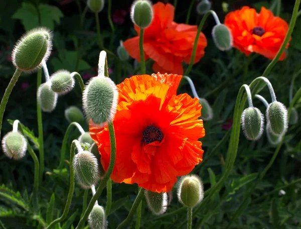 Beautiful sunny flowers — Stock Photo, Image