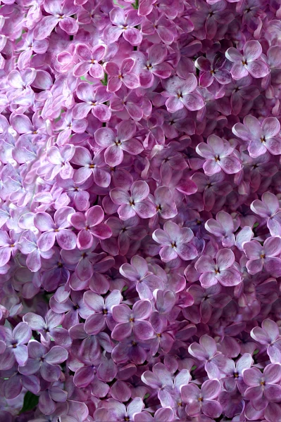 Hintergrund des Frühlings lila Blumen — Stockfoto