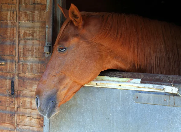 Pferd im Stall — Stockfoto