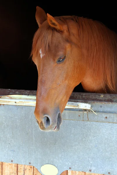 Лошадь в конюшне — стоковое фото