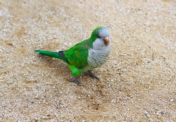 Papagei von Barcelona, Spanien — Stockfoto