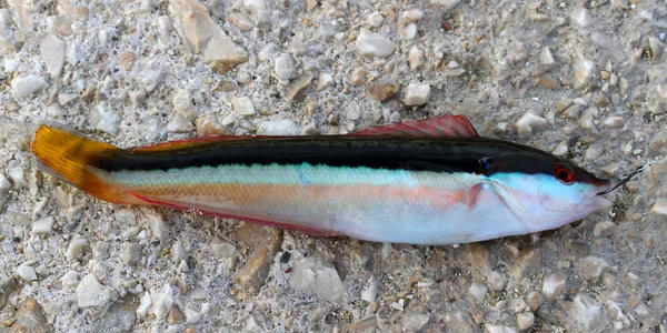 1 つの小さな地中海の魚 — ストック写真